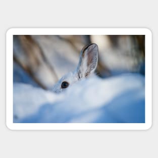 Snow Shoe Hare Sticker